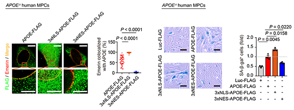 干细胞院合作揭示载脂蛋白APOE驱动干细胞衰老的新活性