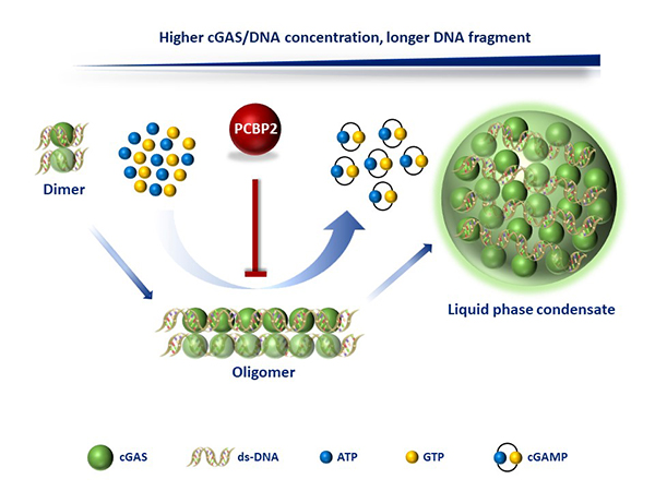 干细胞院合作发现PCBP2调控cGAS-DNA相变的机制