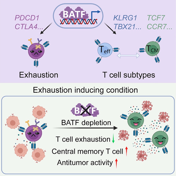 王皓毅团队报道BATF缺失可提高CAR-T细胞抗肿瘤活性