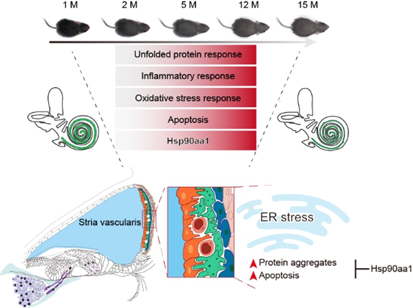 干细胞院合作揭示耳蜗衰老的细胞分子基础